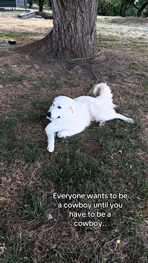 LGD Kills Favorite Hen: A Cautionary Tale