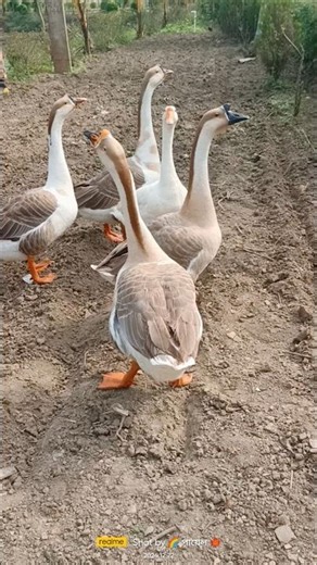 রাজহাঁস। The sound of a swan's voice #ytshorts #naturelovers #swans #birds #birdsounds #রাজহাঁস #yt