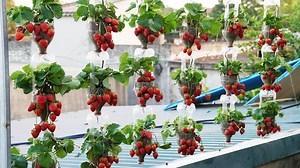121K views · 5K reactions | How I Grow Strawberries In Hanging Plastic Bottles | DIY Balcony Garden | Facebook