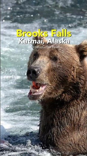 This Waterfall Turns Into a Bear Feeding Frenzy #alaska #wildlife #survival