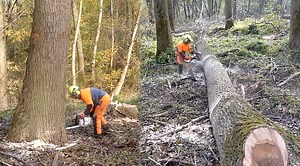 Powerful Stihl Chainsaw Tackling Poplar Felling