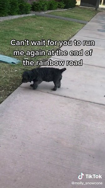 My Pip ❤️ #RainbowRoad