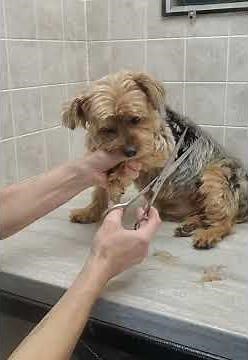 Dog grooming without restraints, multiple demos, Yorkshire Terrier