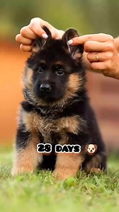 Cute german shepherd transformation | beautiful Beasts