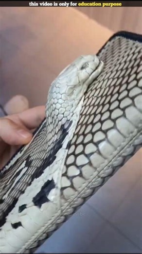 paython snake jacket #shorts