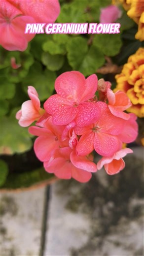 Pink Geranium Flowers 🩷 #geranium #flowerview #pinkflowers #flowery #floralvibes #bloominggarden 🩷