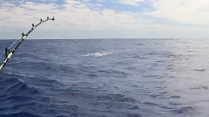 Abaco, Bahamas - Tostado went 1-2 on Blue Marlin. | Billfish Report LIVE