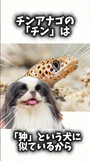 【No.40】チンアナゴの「チン」ってなに❓🤔 #いきもの #ざつがく#チンアナゴ