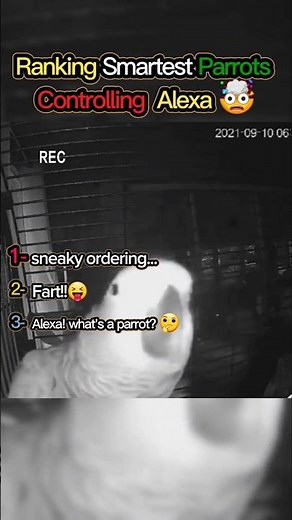 Ranking Funniest Parrots Talking to Alexa Moments 🦜🤣
