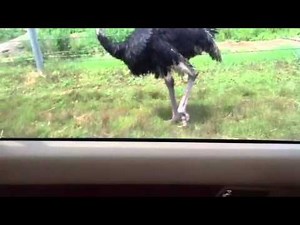 Ostrich goes explosive poop