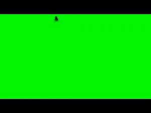 Fly Animation Green Screen - Free Royalty Footage.mov