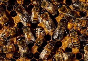 Group of 13 Kent County preschoolers stung by swarming ground nest bees