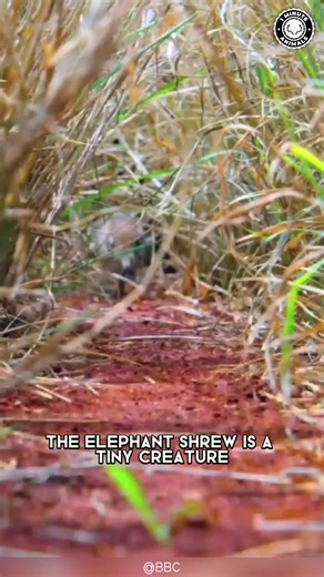 15K views · 973 reactions | Elephant Shrew  Cuteness Meets Lightning Speed! #elephantshrew #shrew #mammal #cuteanimals #cutecreature #tinyanimals #wildanimals #animals #wildlife #wildnature | 1 Minute Animals | Facebook