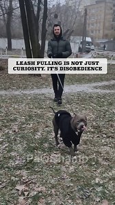 3.7M views · 15K reactions |  The one resource you will need to train your dog, solve problems, and have fun together  All the essentials in one place for you and your dog  Detailed instructions with clear illustrations  Easy-to-follow progress checker | 28 Day Dog Obedience Challenge | Facebook