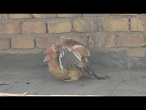 Roosters Compete to Get the Love of a Hen