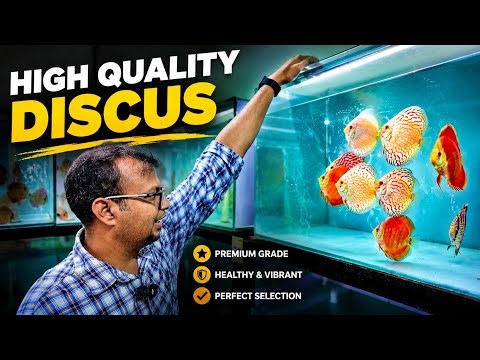 BEST OF IMPORTED & INDIAN BRED DISCUS | HIGH QUALITY DISCUS FISH | VINEEL YADAV | ANANTA DISCUS