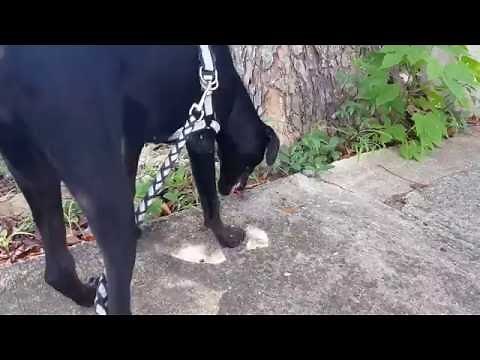 Labrador x Doberman mix // Doberdor