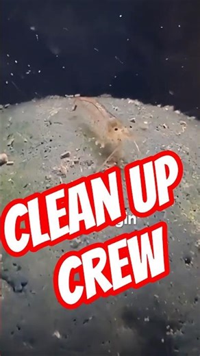 Your Clean-Up Crew Is Eating More Than Leftovers…😱