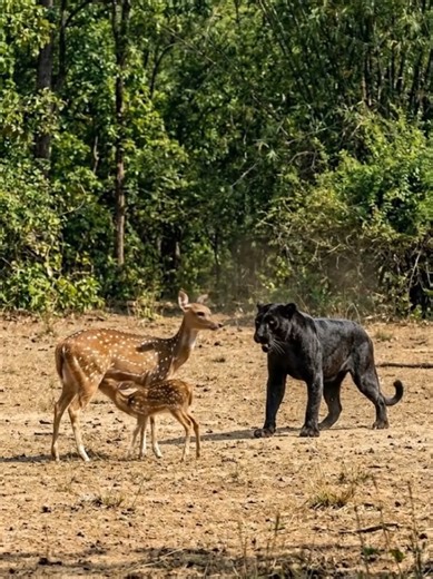 Crows Discover a Clever Solution for Rescuing Deer