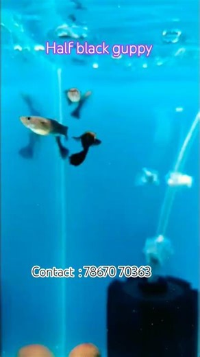 #aquarium #aquarius #music #remix #guppy #1000subscriber #song #100 #guppyfarm