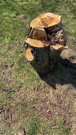 Transforming an Oak Stump into a Fairy House