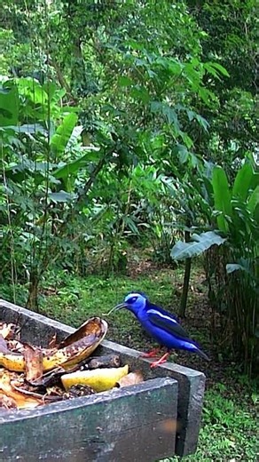 Red legged honeycreeper visits the fruit feeder