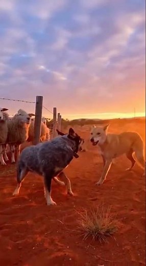 Australian Cattle Dog: Guardian of the Outback