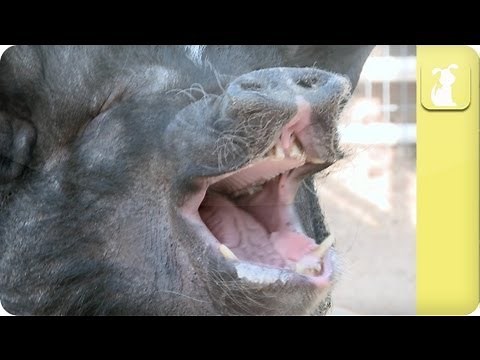 How to groom a pig - My Pet Pig