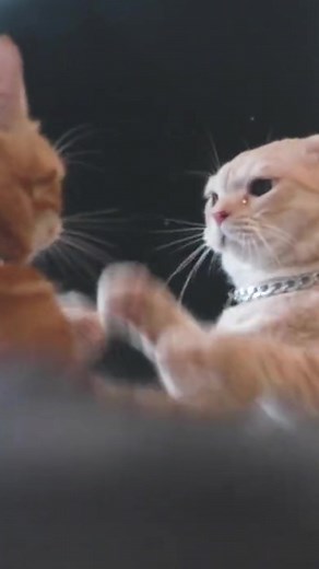 TikTokでgalloping forwardさんをチェック！