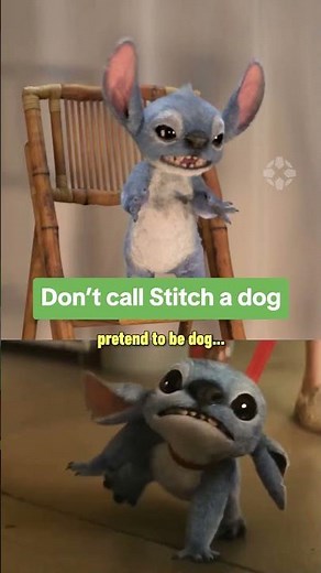 PSA: Stitch is not a dog. #liloandstitch #stitch #alien #koala #dog #disney #ign #movie #interview