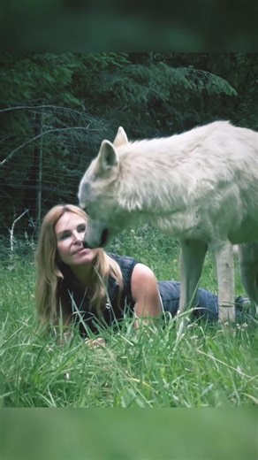 Playful Interaction with a Majestic White Wolf