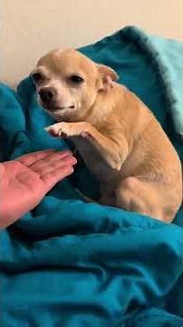 This is what it looks like living with overdramatic dogs 🤣🤣🤣