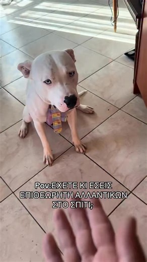 ATLAS&alex | #pitbull #fy #bestformydog #funnyanimals #dog | Instagram