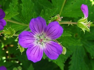 Geranium sylvaticum - Alchetron, The Free Social Encyclopedia