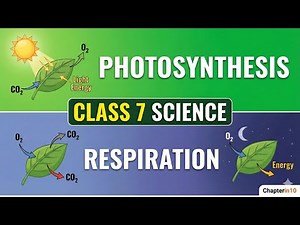 NCERT Q&A Focus: Class 7 Science Chapter 10: Life Processes in Plants Q&A | NCERT Solutions