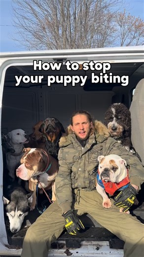How to stop your puppy from biting 🦷 Getting out and exercising your puppy is great bonding time, training time and the best way to curve any unwanted behavioral issues! A puppy that isn’t walked enough will have lots of pent up energy which in turn will turn into misbehaving. They need lots of sleep and reset time in between but will soon bounce back as puppies do! #dog #dogtraining #dogpsychology #dogbehavior #puppy #puppytraining #puppylove #doglover #dogtrainingtips #dogtrainingadvice #dogt