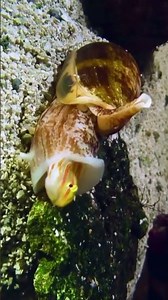 Cone snail eats a fish #conesnail #snailsassassin #animals