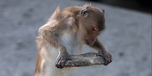 Can You Name These Animals That Use Tools?