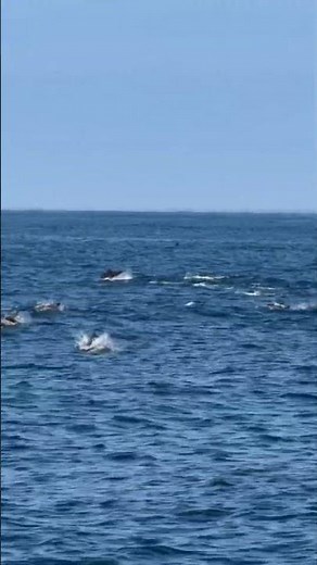 🐬🐋 Did you know that Dana Point is known as the Dolphin & Whale Watching Capital of the World?🌎