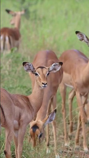Impala Facts 🦌 | Africa’s Amazing Jumping & Running Animal | Wildlife Shorts