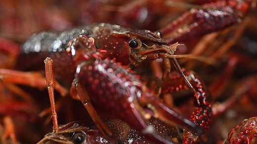 Is it crawfish season yet? Here's when mudbugs are at their best