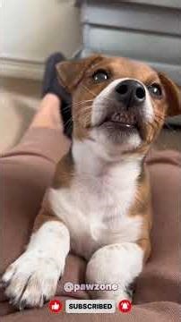 When Your Dog Understands English Better Than Your Siblings 😂🐶 #funnydogs #usa #dogs #pets #funny