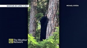 14K views · 319 reactions | The fast and the furriest  Check out this speedy black bear skillfully climb up a tree in Whistler, British Columbia. : Michael Rivera #WildlifeWednesday | The Weather Network | Facebook