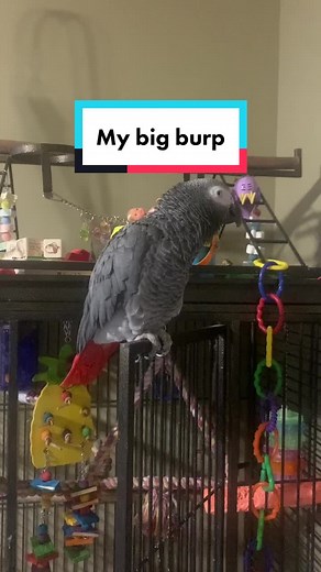 Hilarious Parrot Burp Moment with Cairo the Grey