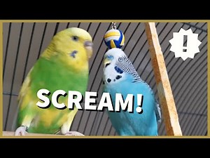 Why Does My Budgie Scream? // 7 Reasons