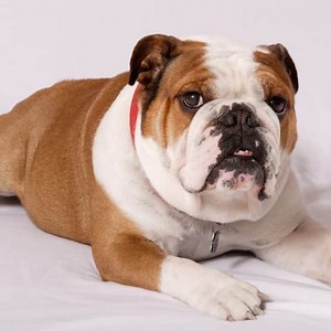 When Do Bulldogs Go Into Heat? Signs, Stages & What to Expect