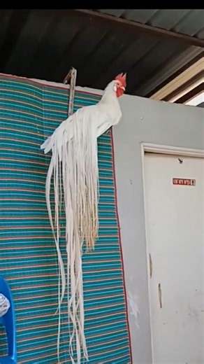 long tail chicken🐓🐓 | Mozumdar agro farm