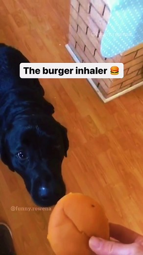 Funny Dog Video: Burger Inhaler