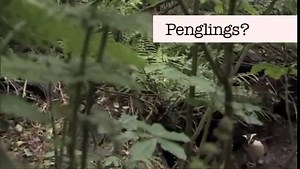 Benedict Cumberbatch Can’t Say The Word Penguin And It’s Adorable