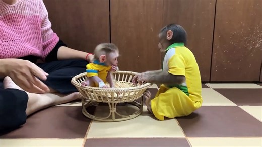 Monkey Messi: The Internet’s Most Entertaining Primate Sensation!